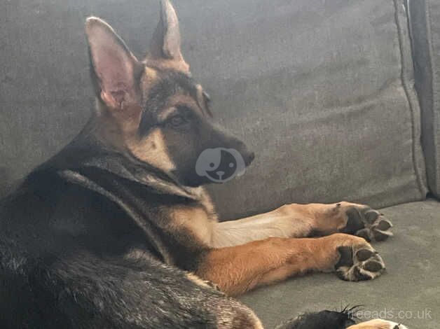 German Shepherd Puppies for sale