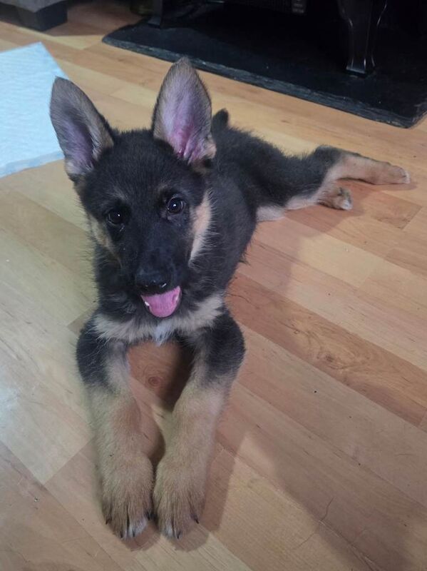 German shepherd puppie