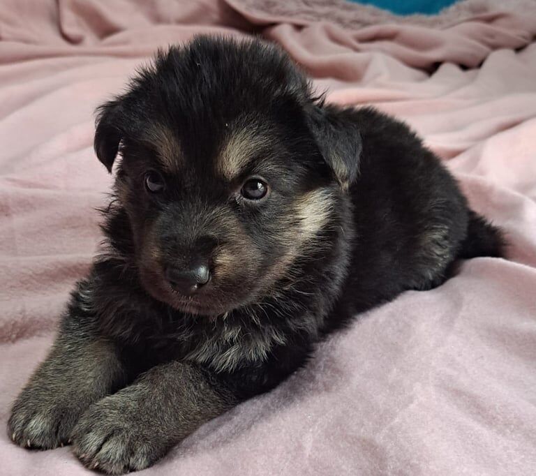 German Shepherd puppies for sale in Aylesford, Kent – 6 weeks old