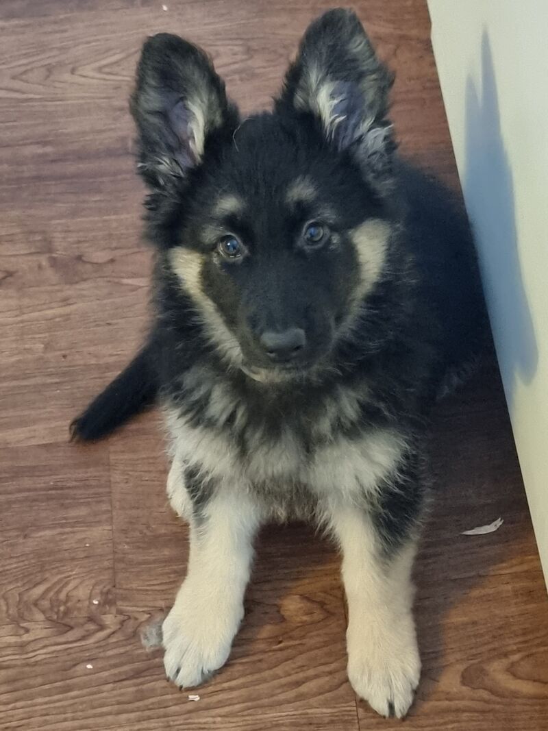 German Shepherd Puppies for sale in St Athan/Sain Tathan, The Vale of Glamorgan
