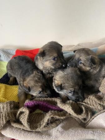 German shepherd puppies for sale in Malton, North Yorkshire - Image 2