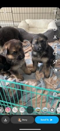 German shepherd puppies for sale in Peterborough, Cambridgeshire - Image 3