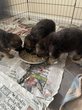 German shepherd puppies for sale in Peterborough, Cambridgeshire - Image 5