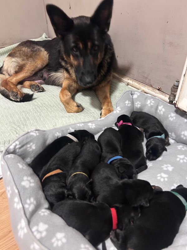 German Shepherd puppies for sale in Exmouth, Devon – 4 weeks old