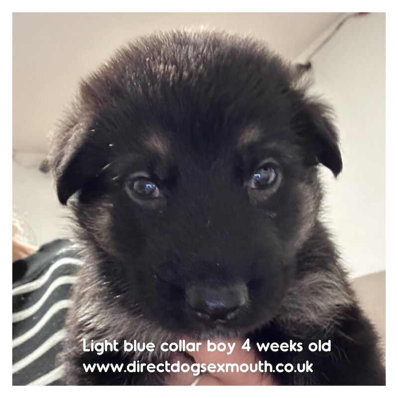 German Shepherd puppies for sale in Exmouth, Devon – 4 weeks old - Image 2 of 10