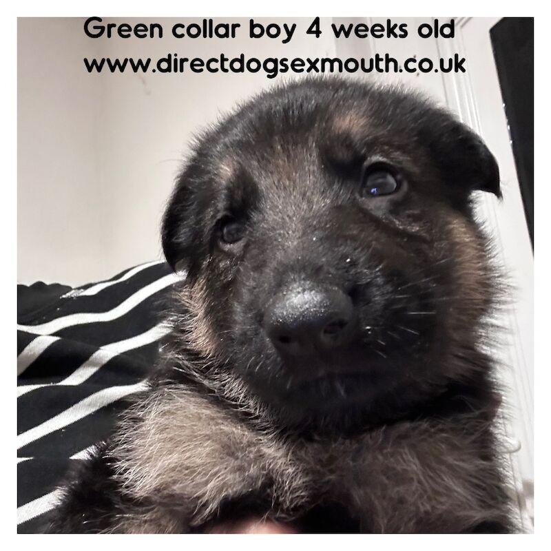German Shepherd puppies for sale in Exmouth, Devon – 4 weeks old - Image 3 of 10