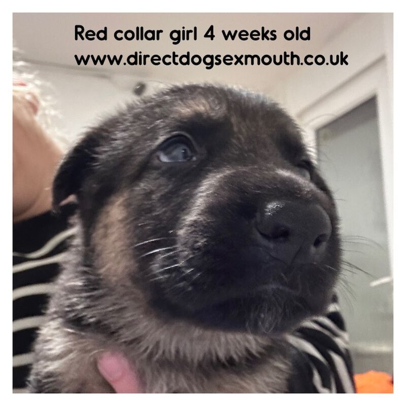 German Shepherd puppies for sale in Exmouth, Devon – 4 weeks old - Image 4 of 10