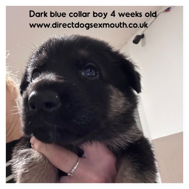 German Shepherd puppies for sale in Exmouth, Devon – 4 weeks old - Image 5 of 10