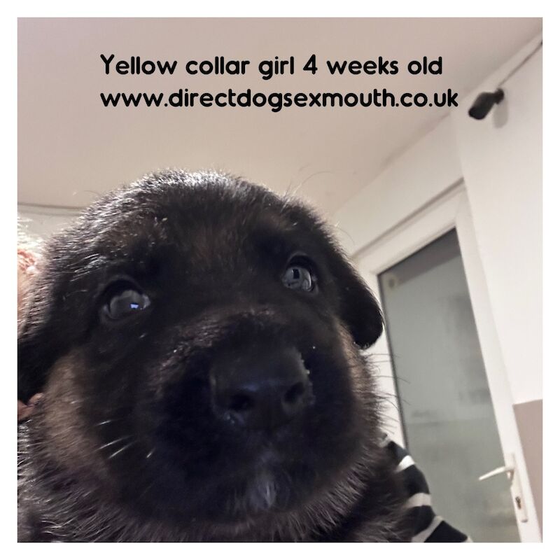 German Shepherd puppies for sale in Exmouth, Devon – 4 weeks old - Image 7 of 10