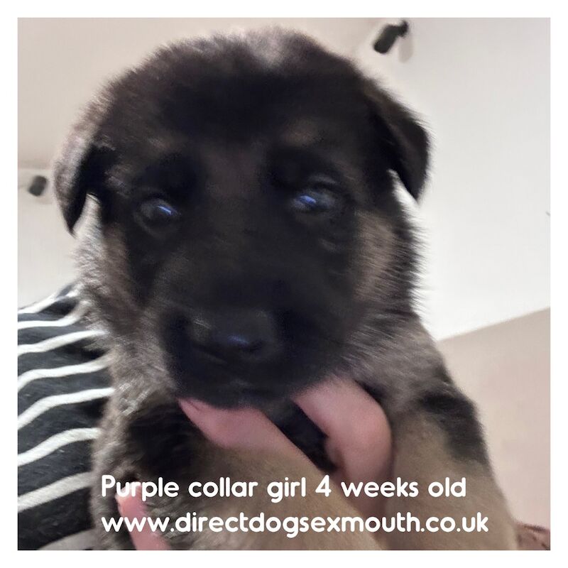 German Shepherd puppies for sale in Exmouth, Devon – 4 weeks old - Image 8 of 10