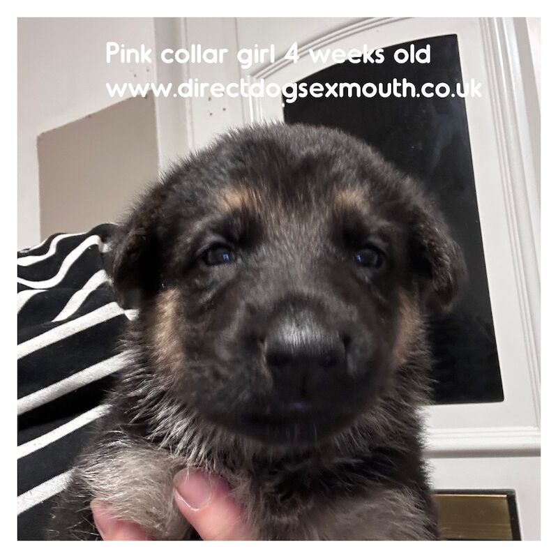 German Shepherd puppies for sale in Exmouth, Devon – 4 weeks old - Image 9 of 10