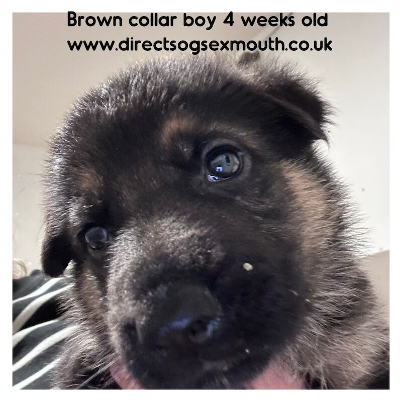German Shepherd puppies for sale in Exmouth, Devon – 4 weeks old - Image 10 of 10