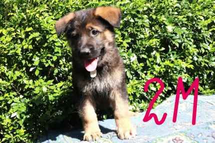 German Shepherd puppies for sale in Mill Hill, Barnet, Greater London | Image 2