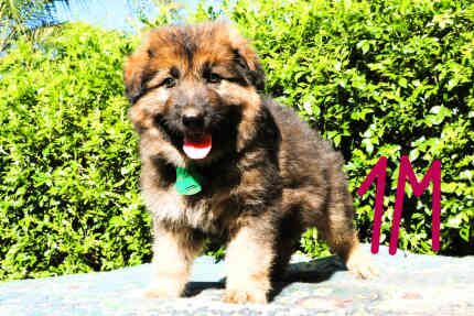 German Shepherd puppies for sale in Mill Hill, Barnet, Greater London | Image 3