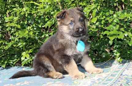 German Shepherd puppies for sale in Mill Hill, Barnet, Greater London | Image 4