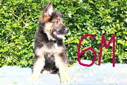 German Shepherd puppies for sale in Mill Hill, Barnet, Greater London - Image 5