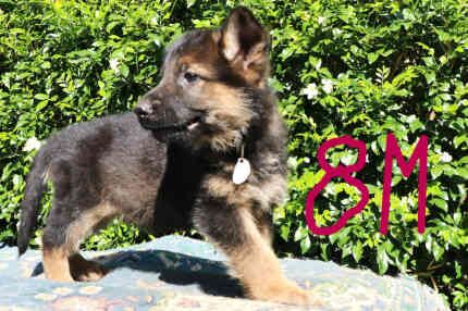German Shepherd puppies for sale in Mill Hill, Barnet, Greater London – KC registered, 1 year old - Image 6 of 10