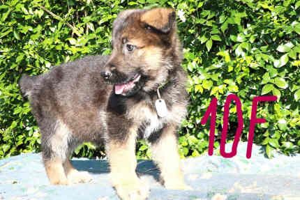 German Shepherd puppies for sale in Mill Hill, Barnet, Greater London – KC registered, 1 year old - Image 7 of 10