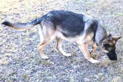 German Shepherd puppies for sale in Mill Hill, Barnet, Greater London – KC registered, 1 year old - Image 8 of 10