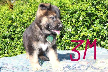 German Shepherd puppies for sale in Mill Hill, Barnet, Greater London - Image 9