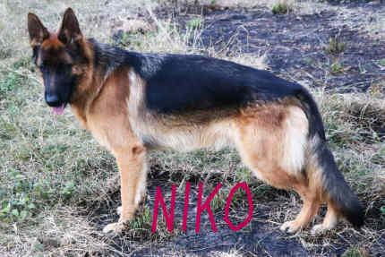 German Shepherd puppies for sale in Mill Hill, Barnet, Greater London - Image 10