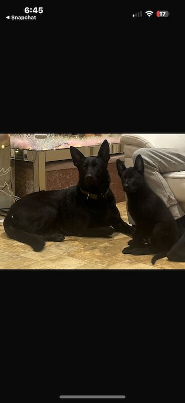 German Shepherd puppies for sale in Meopham, Kent – KC registered, 1 year old - Image 2 of 3