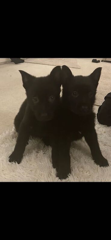 German Shepherd puppies for sale in Meopham, Kent – KC registered, 1 year old - Image 3 of 3