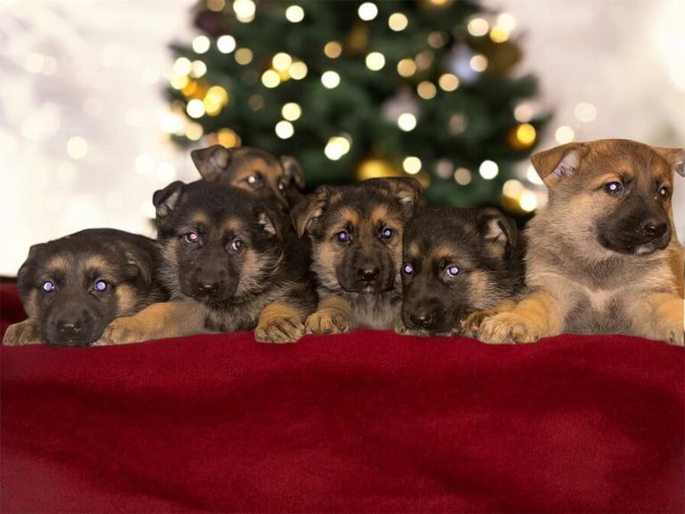German Shepherd puppies for sale in Armagh, County Armagh – 1 year old - Image 2 of 3
