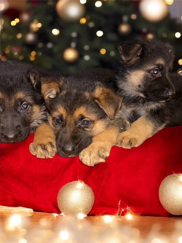 German Shepherd puppies for sale in Armagh, County Armagh – 1 year old - Image 3 of 3