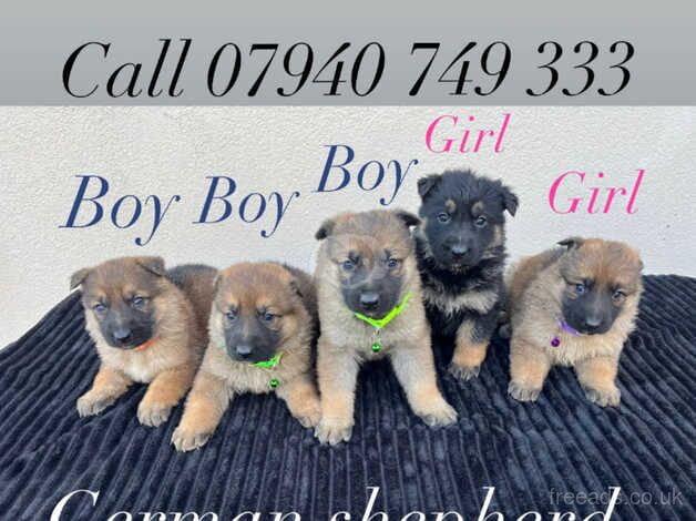 German Shepherd puppies 5 available. for sale in Leeds, West Yorkshire - Image 1