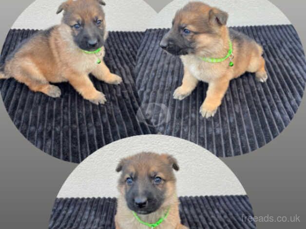 German Shepherd puppies 5 available. - Image 2 of 5