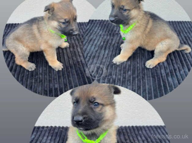 German Shepherd puppies 5 available. - Image 3 of 5