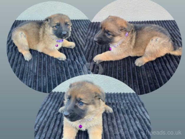 German Shepherd puppies 5 available. - Image 4 of 5