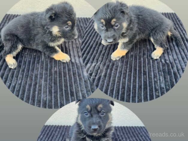 German Shepherd puppies 5 available. - Image 5 of 5