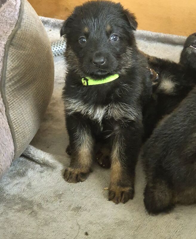 German shepherd puppies 5 boys 1 girls for sale in Shrewsbury, Shropshire | Image 2