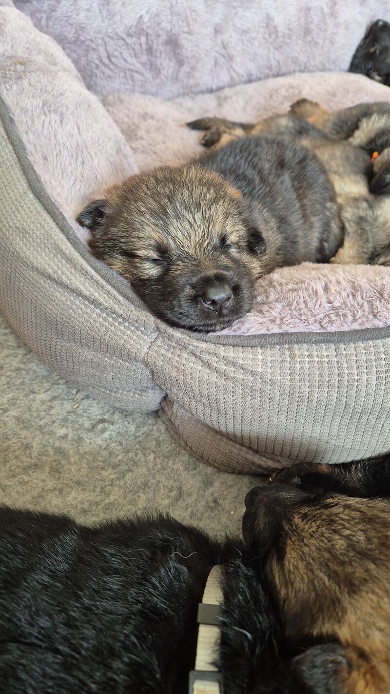 German shepherd puppies 5 boys 1 girls for sale in Shrewsbury, Shropshire | Image 3