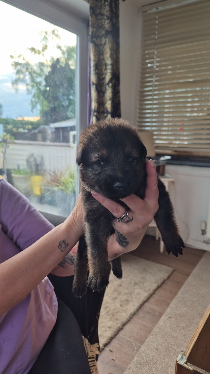 German shepherd puppies 5 boys 1 girls for sale in Shrewsbury, Shropshire | Image 4