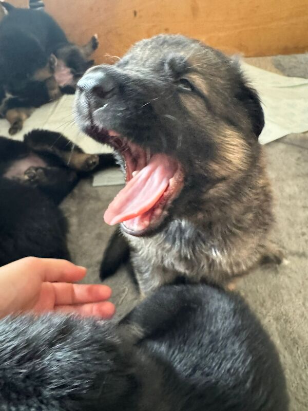 German Shepherd puppies for sale in Shrewsbury, Shropshire – 1 year old - Image 5 of 9