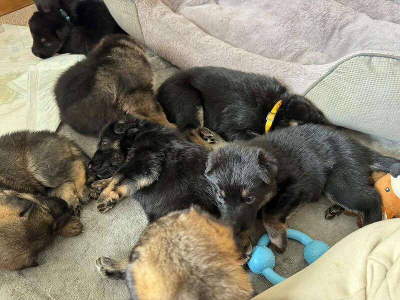 German Shepherd puppies for sale in Shrewsbury, Shropshire – 1 year old - Image 6 of 9