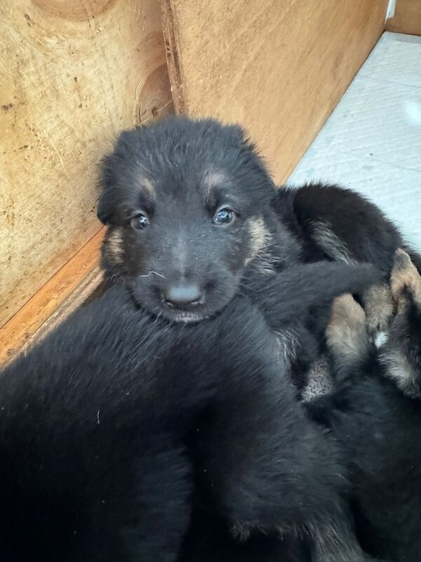 German Shepherd puppies for sale in Shrewsbury, Shropshire – 1 year old - Image 7 of 9