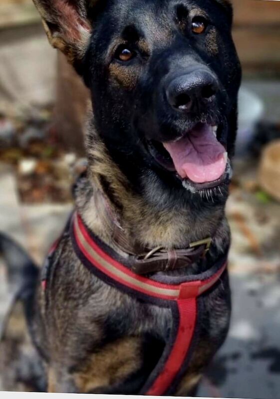 German Shepherd puppies for sale in Shrewsbury, Shropshire – 1 year old - Image 8 of 9