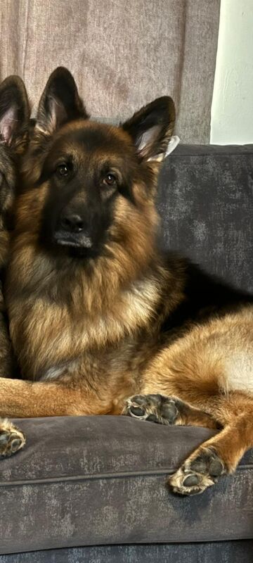 German Shepherd puppies for sale in Shrewsbury, Shropshire – 1 year old - Image 9 of 9