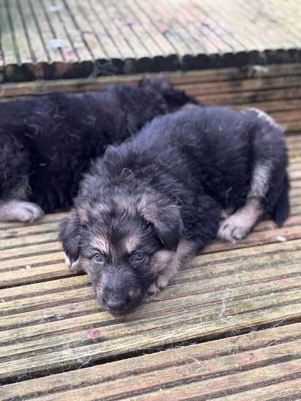 German shepherd puppies - Image 3 of 4
