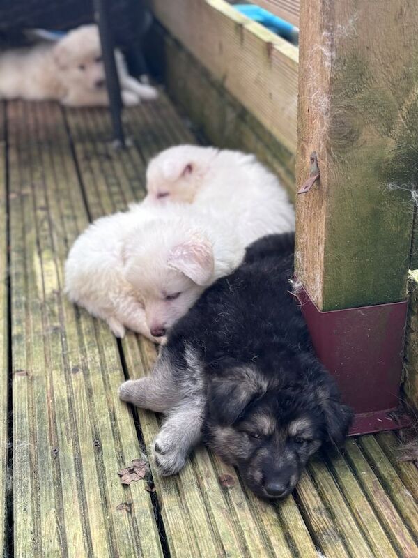 German shepherd puppies - Image 4 of 4