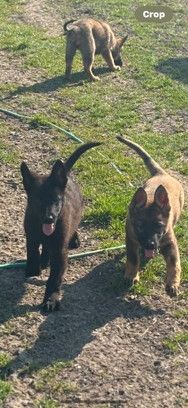 German shepherd puppies for sale in Dartford, Kent - Image 3