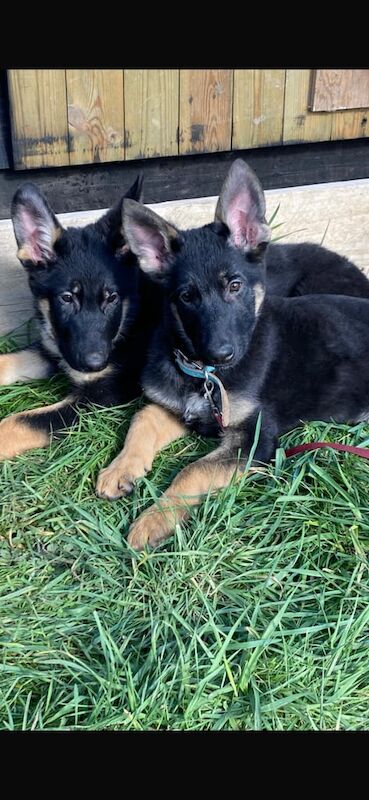German Shepherd Puppies for sale in Brightlingsea, Essex - Image 1