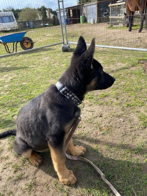 German Shepherd Puppies - Image 2 of 3