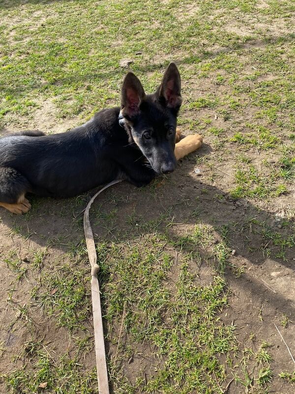 German Shepherd Puppies - Image 3 of 3