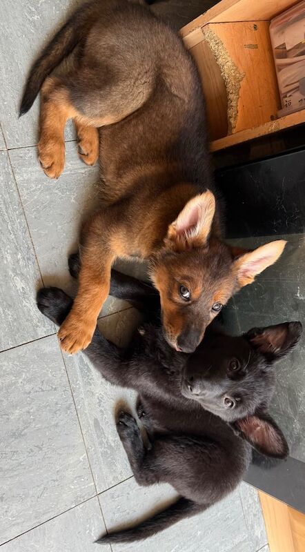 German Shepherd puppies for sale in Redditch, Worcestershire – KC registered, 1 year old - Image 1 of 3