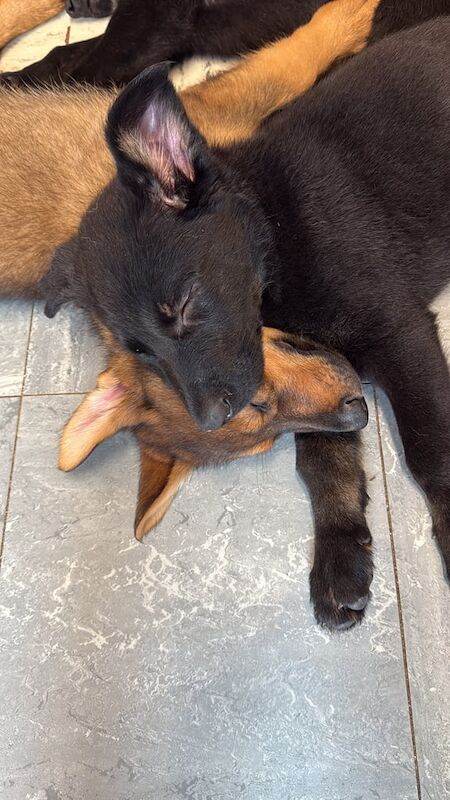 German Shepherd puppies for sale in Redditch, Worcestershire – KC registered, 1 year old - Image 2 of 3